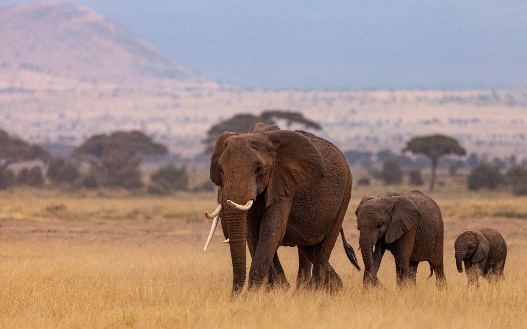 Unlocking Kenya: Top Local Tours You Must Experience